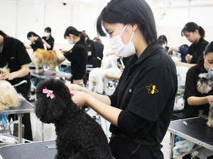 手作りリボンをモデル犬に☆